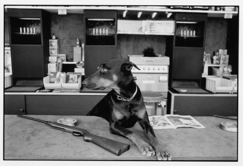 photo chien ma foire