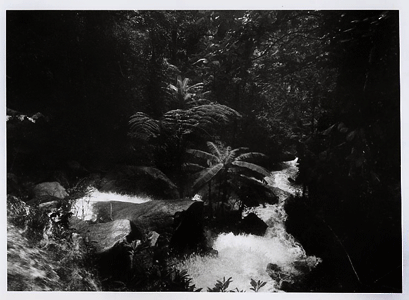 jungle